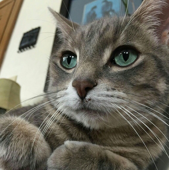 Meet your Posher, Aspen - Picture 1 of 1